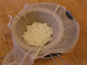 Curds in cheese cloth